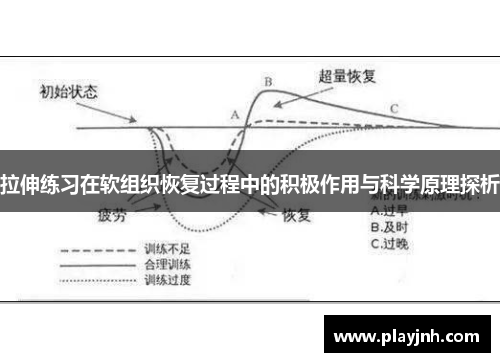 拉伸练习在软组织恢复过程中的积极作用与科学原理探析